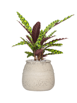 Calathea insignis en Mediterranean