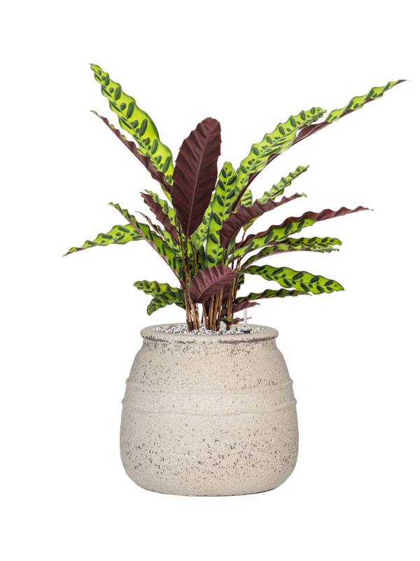 Calathea insignis en Mediterranean, Pottery Pots