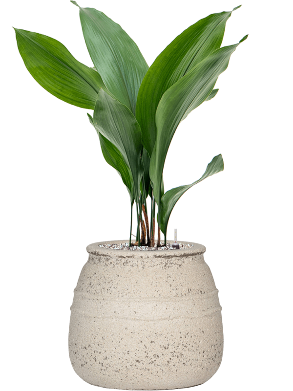 Aspidistra elatior en Mediterranean, Pottery Pots