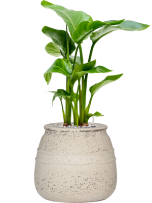 Strelitzia nicolai en Mediterranean