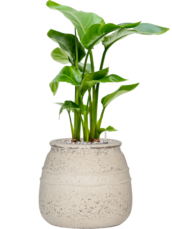Strelitzia nicolai en Mediterranean, Pottery Pots