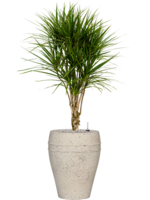 Dracaena marginata en Mediterranean