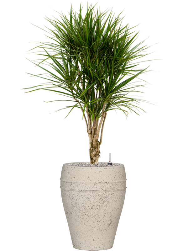 Dracaena marginata en Mediterranean, Pottery Pots