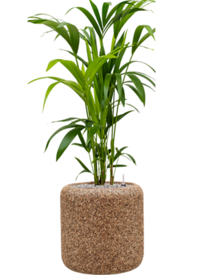 Kentia (Howea) forsteriana en Baq Naturescast