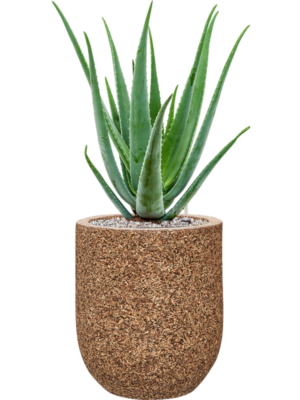 Aloe vera barbadensis en Baq Naturescast