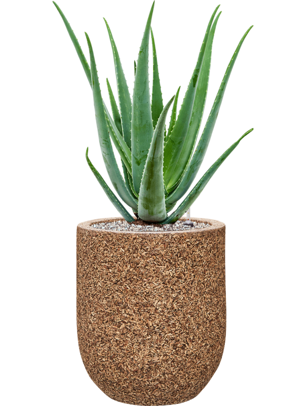 Aloe vera barbadensis en Baq Naturescast