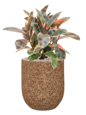 Ficus elastica 'Belize' en Baq Naturescast