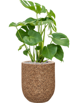 Monstera deliciosa en Baq Naturescast