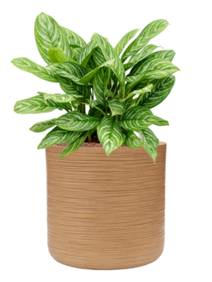 Aglaonema 'Stripes' en Baq Dune