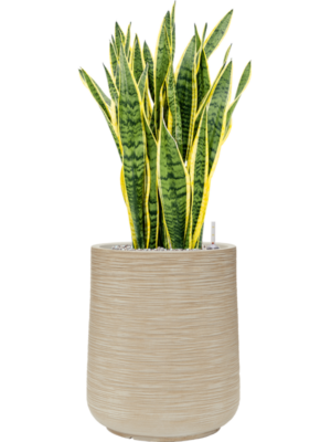 Sansevieria trifasciata 'Laurentii' en Baq Dune