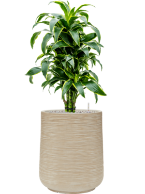 Dracaena fragrans 'Dorado' en Baq Dune