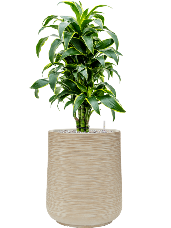 Dracaena fragrans 'Dorado' en Baq Dune