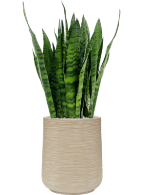 Sansevieria zeylanica en Baq Dune