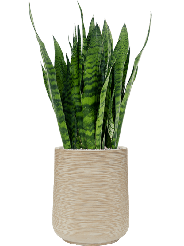 Sansevieria zeylanica en Baq Dune