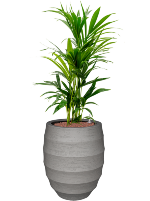 Kentia (Howea) forsteriana en Bordo