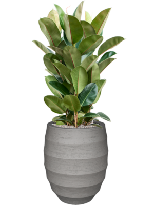 Ficus elastica 'Robusta' en Bordo