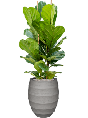 Ficus lyrata en Bordo