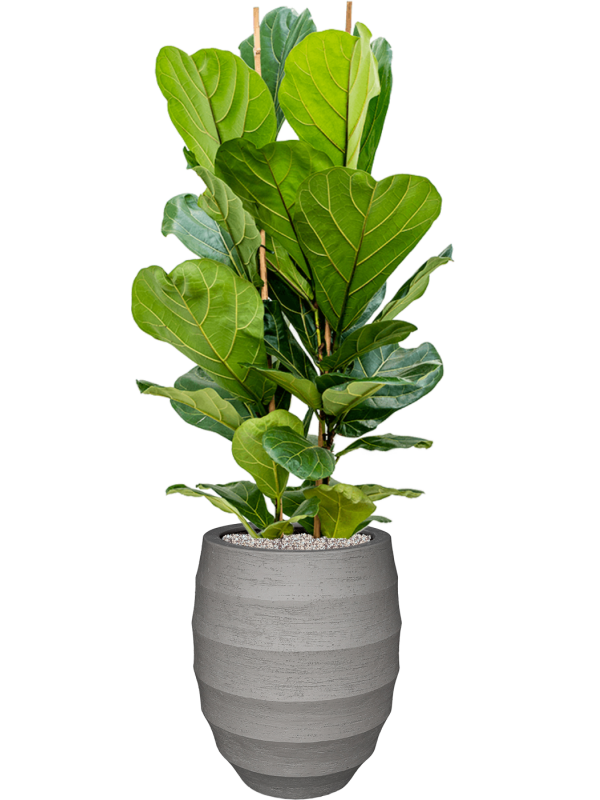 Ficus lyrata en Bordo, Luca Lifestyle