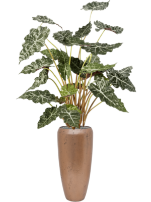 Alocasia en Baq Opus Raw