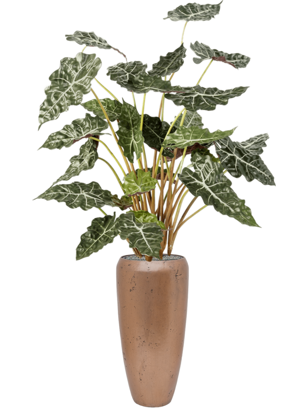 Alocasia en Baq Opus Raw