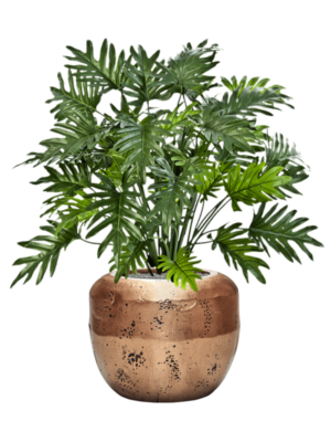 Philodendron en Baq Opus Raw