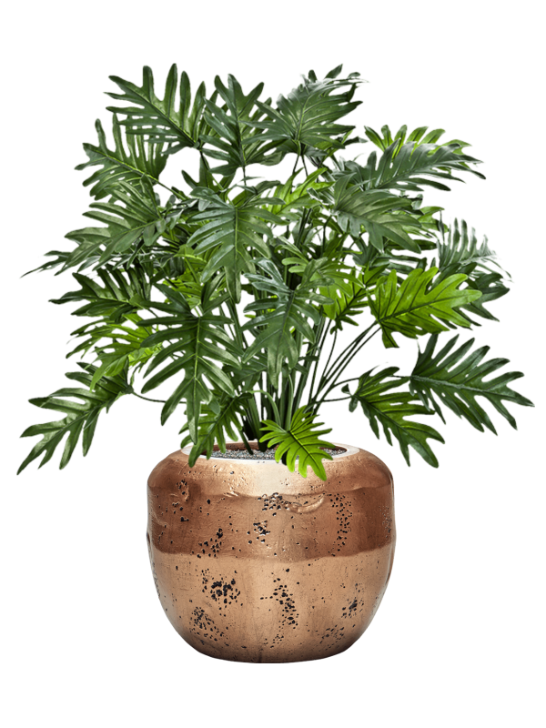 Philodendron en Baq Opus Raw