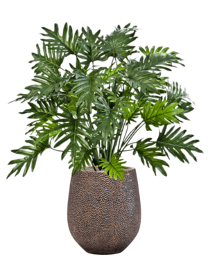 Philodendron en Baq Opus Hit