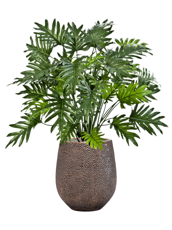 Philodendron en Baq Opus Hit