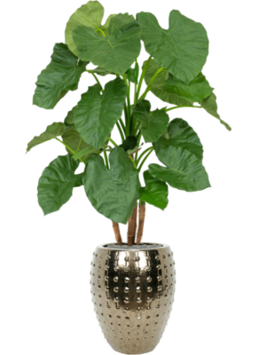 Alocasia en Laos