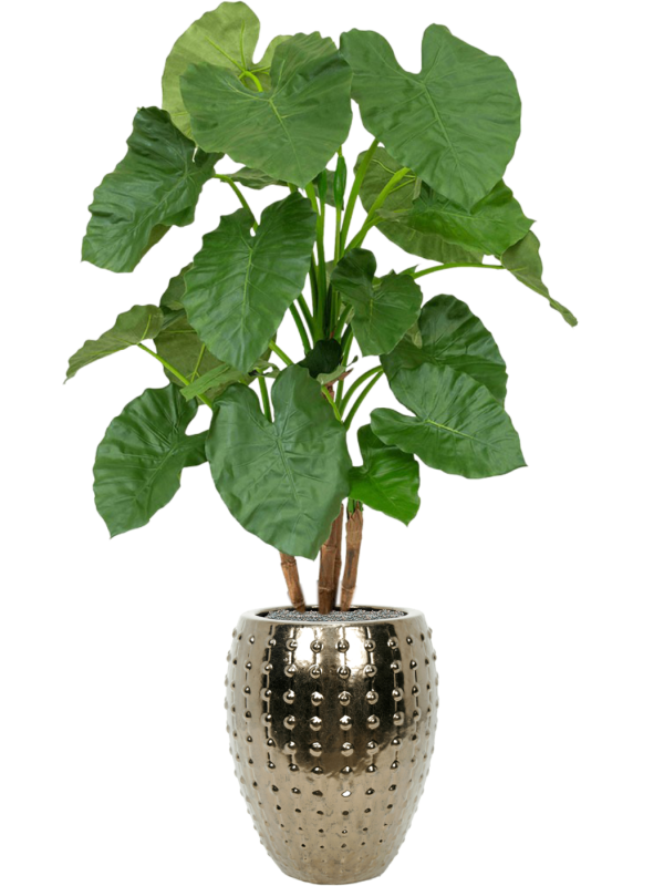 Alocasia en Laos, Private label