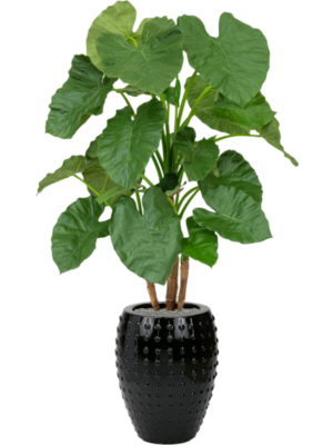 Alocasia en Laos