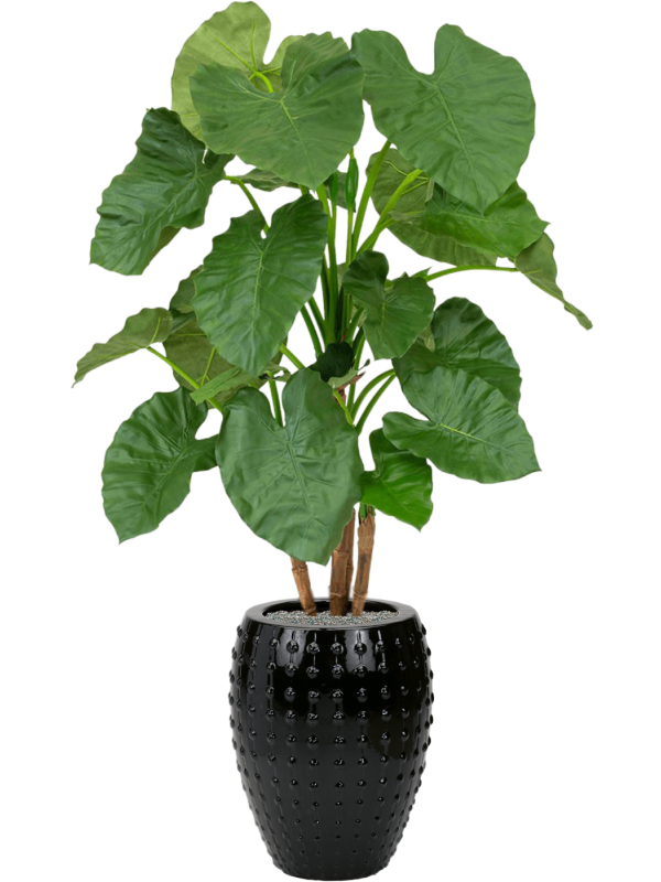 Alocasia en Laos, Private label
