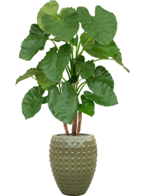 Alocasia en Laos