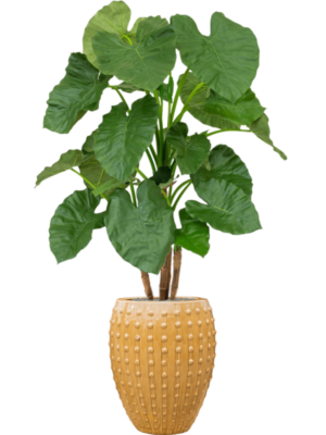 Alocasia en Laos