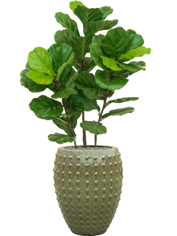 Fiddle Tree en Laos, Private label