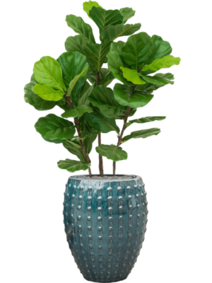 Fiddle Tree en Laos