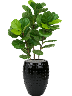 Fiddle Tree en Laos