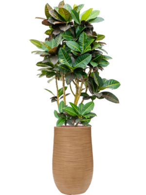 Croton (Codiaeum) variegatum 'Petra' en Baq Dune