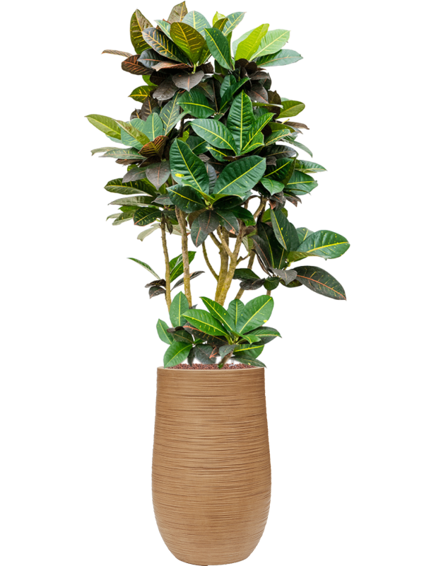 Croton (Codiaeum) variegatum 'Petra' en Baq Dune