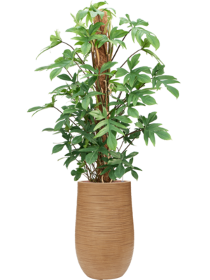 Philodendron pedatum en Baq Dune