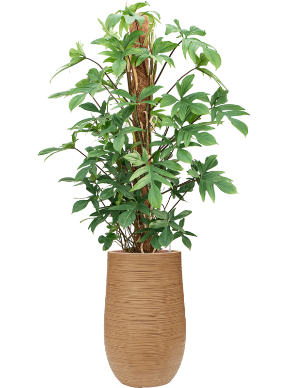 Philodendron pedatum en Baq Dune
