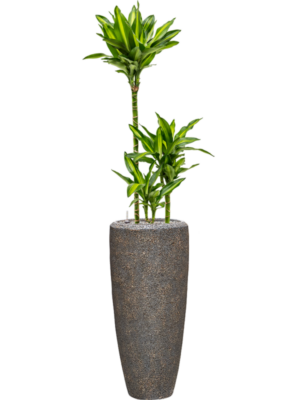 Dracaena fragrans 'Cintho' en Baq Naturescast