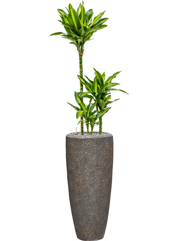 Dracaena fragrans 'Cintho' en Baq Naturescast