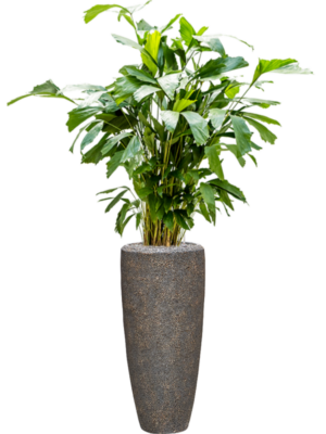 Caryota mitis en Baq Naturescast