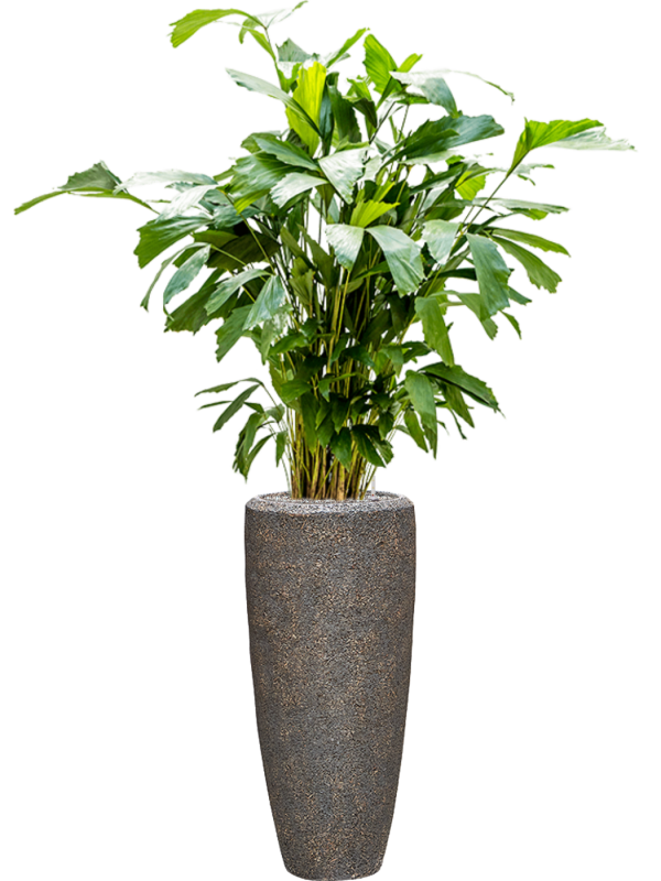 Caryota mitis en Baq Naturescast