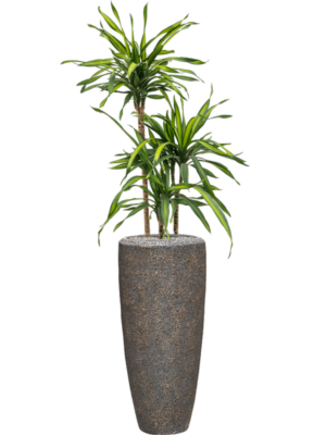 Dracaena fragrans 'Riki' en Baq Naturescast