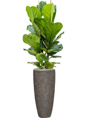 Ficus lyrata en Baq Naturescast