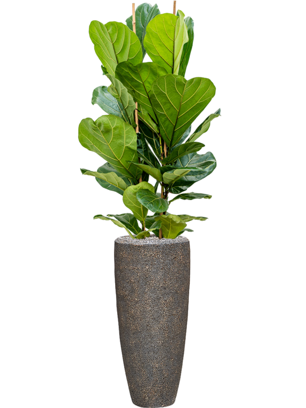 Ficus lyrata en Baq Naturescast