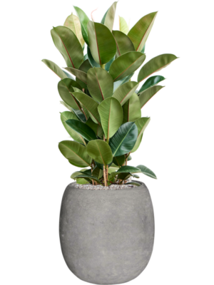 Ficus elastica 'Robusta' en Baq Polystone Coated Plain