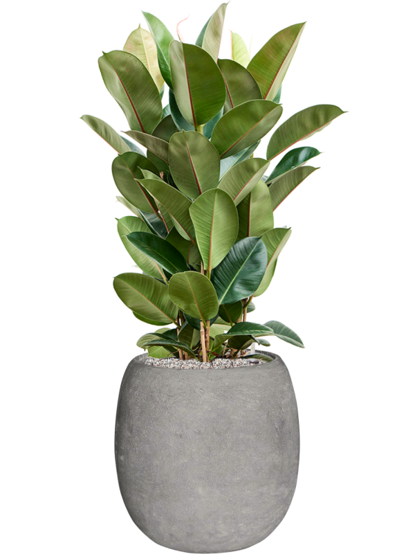 Ficus elastica 'Robusta' en Baq Polystone Coated Plain
